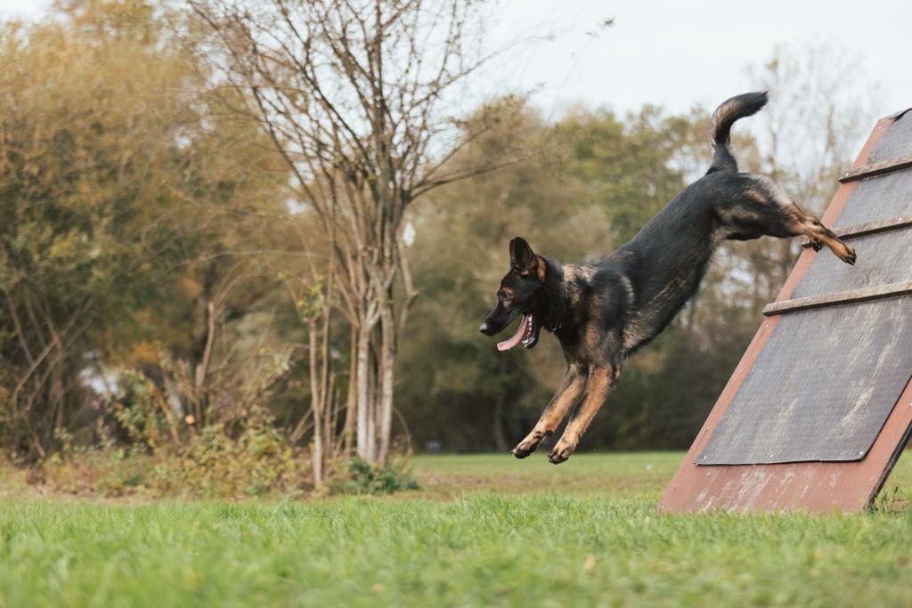 Nutrition for the Sporting Dog