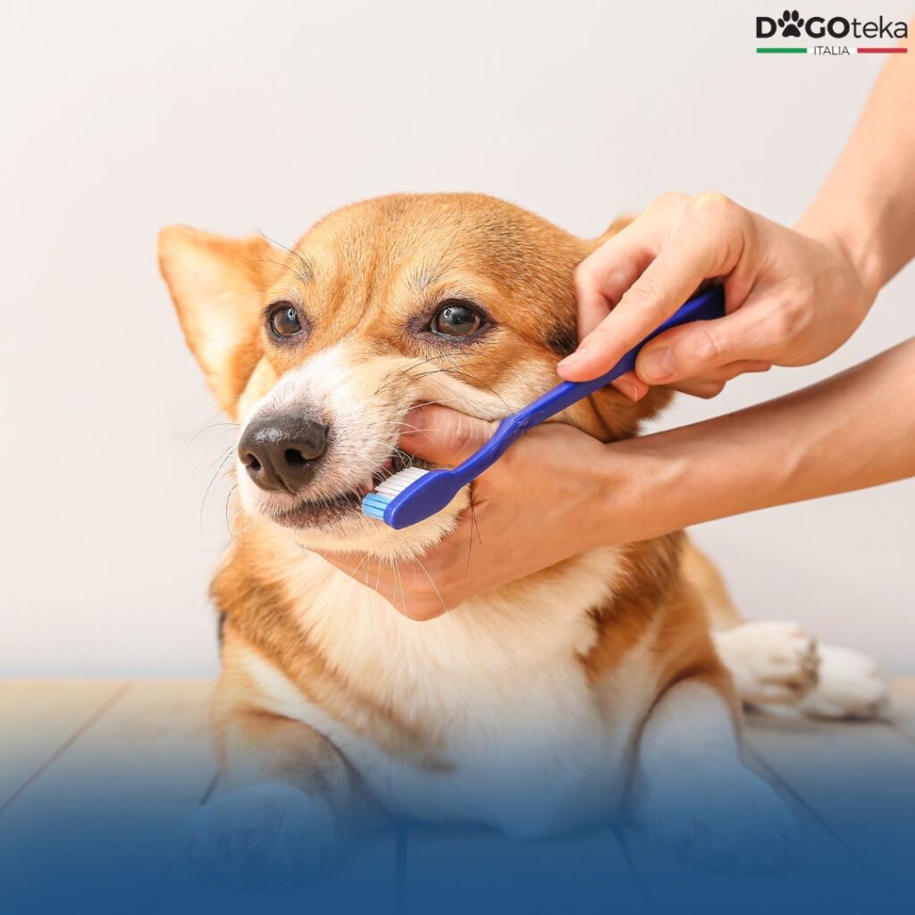 Oral Care for Pets